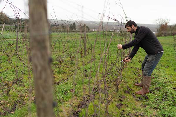 Viticulturist using Bahco Tools in a vineyard